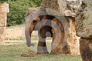 The Indian female elephant is eating hay at the zoo