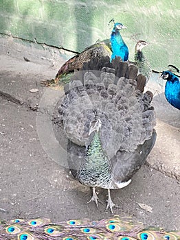 Indian female Peacock with feather