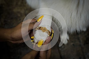 Indian festival: Raksha Bandhan. Tying Rakhi to pet dog