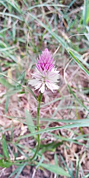 Indian festivel flower photo