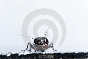 Indian field cricket in a white background