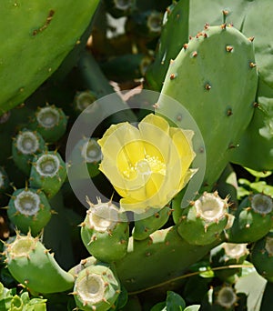 Indian fig, cactus pear with yellow flover. photo