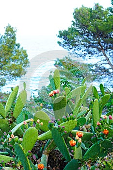 Indian Fig Prickly Pear cactus Blooming on the hills of Calella de Palafrugell, CostaBrava, Spain
