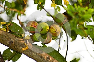 Indian fig tree or gular fig.