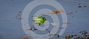 Indian five-fingered frog peeking out from the water surface photo