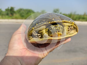 Indian Flapshell Turtle in human hand