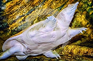 Indian Flapshell Turtle