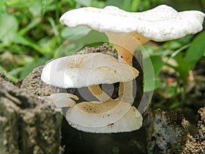Indian fleshy small white color mushroom fungi growing in sunlight on a tree trunk above ground soil on its food source in the