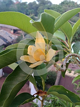 Indian flower champa in summer fragnance