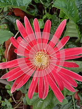 Indian flower in garden. Near in house