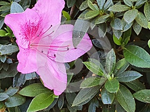 A Indian flower looks even better with a pink color which shows blossom and bliss, happy to see the nature how beautiful it is.