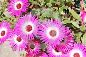 Indian flower in mountain