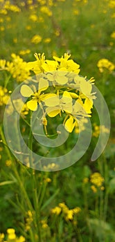 Indian flower musturd plant