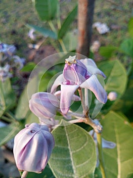 This is a Indian flower osm photo my favourite