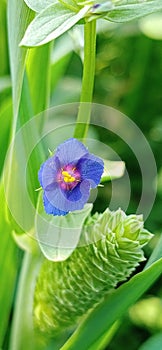 Indian flower in village Ã°Å¸ËÅ½