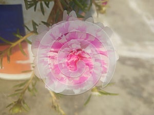 Indian Flowers in Nature Plant