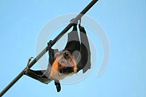 Indian flying fox
