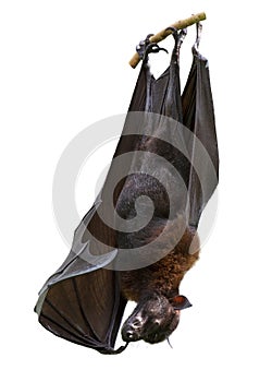 Indian flying fox. Bat