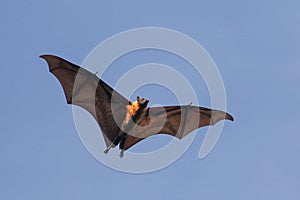 Indian flying fox bat on the fly, Pteropus, giganteus