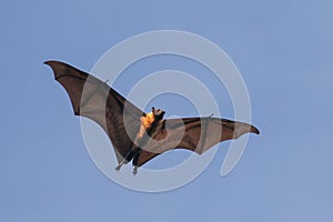 Indian flying fox bat on the fly, Pteropus, giganteus photo