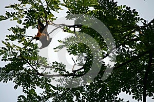 Indian Flying Fox Bat