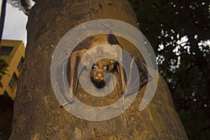 Indian flying fox Bat, Pteropus giganteus. Bhavans college, Andheri west, Mumbai