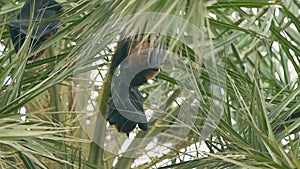 Indian flying fox or greater indian fruit bat hanging cleaning wings on tree at keoladeo national park or bird sanctuary