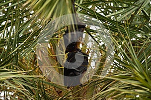 Indian flying fox or greater indian fruit bat hanging from tree with eyes open at keoladeo national park or bird sanctuary