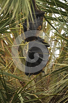 Indian flying fox or greater indian fruit bat portrait hanging from tree with eyes open at forest of central india - Pteropus