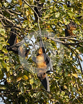 indian flying fox or greater indian fruit bat or Pteropus giganteus closeup or portrait hanging on tree with wingspan at keoladeo