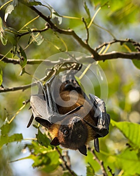 indian flying fox or greater indian fruit bat or Pteropus giganteus face closeup or portrait hanging on tree with wingspan eye