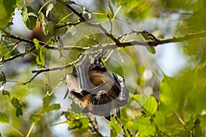 indian flying fox or greater indian fruit bat or Pteropus giganteus face closeup or portrait hanging on tree with wingspan eye