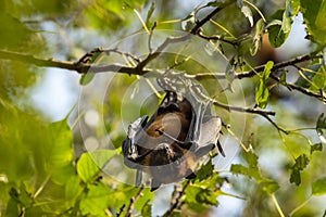 indian flying fox or greater indian fruit bat or Pteropus giganteus face closeup or portrait hanging on tree with wingspan eye