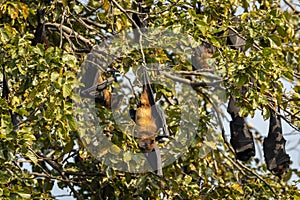 Indian flying fox or greater indian fruit bat or Pteropus giganteus family or group in colony hanging on tree with wingspan at