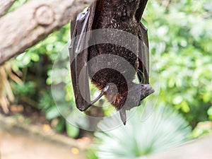 Indian flying fox portrait