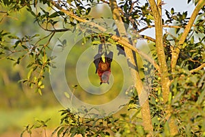 Indian Flying Fox, Pteropus giganteus hanging upside down from a tree near Sangli, Maharashtra