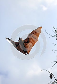 Indian flying fox Pteropus giganteus in sky photo