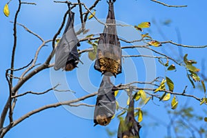 Indian flying fox (Pteropus medius) also known as the greater Indian fruit bat hanging in Bharatpur bird sanctuary photo