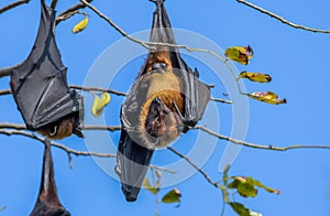Indian flying fox (Pteropus medius) also known as the greater Indian fruit bat hanging in Bharatpur bird sanctuary photo