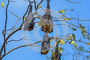 Indian flying fox (Pteropus medius) also known as the greater Indian fruit bat hanging in Bharatpur bird sanctuary