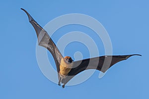 Indian flying fox soaring in the clear blue sky