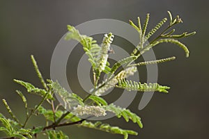 Indian Forest Tree with Young Fresh Leaves and a Honey Bee on it