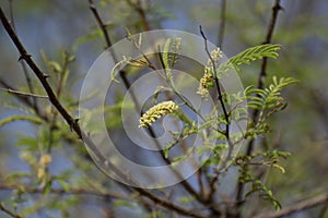 Indian Forest Tree with Young Fresh Leaves photo