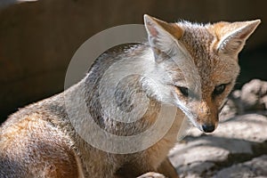 Indian Fox or Bengal Fox Vulpes bengalensis Closeup Shot
