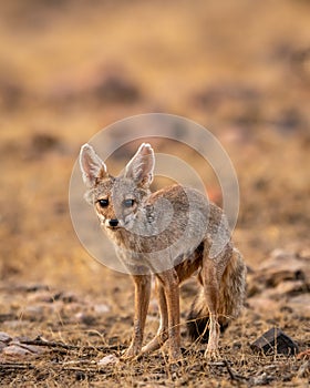 indian fox or Bengal fox or Vulpes bengalensis head on closeup or portrait with eye contact at ranthambore national park forest