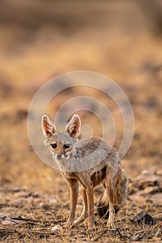 indian fox or Bengal fox or Vulpes bengalensis head on closeup or portrait with eye contact in summer season wildlife safari at