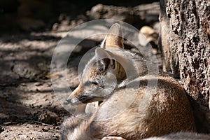 Indian Fox or Bengal fox Vulpes bengalensis resting in partial sunlight and shade