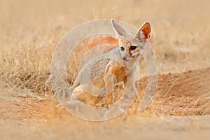 Indian Fox, Vulpes bengalensis, Ranthambore National Park, India. Wild animal in nature habitat. Fox near nest ground hole. Wildli