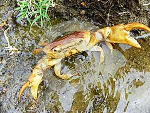 Indian fresh water crab on flowing rain water