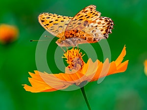 Indian Fritillary Butterfly on a cosmos flower 13